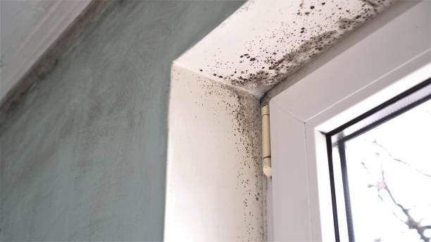Best Commercial Mold Removal  in Tifton, GA