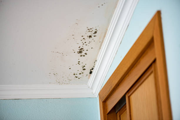 Best Same-Day Mold Removal  in Tifton, GA