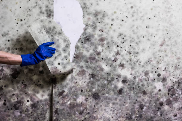 Best Toxic Mold Removal  in Tifton, GA