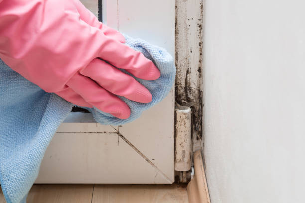 Best Crawl Space Mold Removal  in Tifton, GA