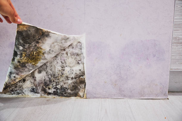 Best Black Mold Removal  in Tifton, GA